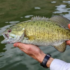 Bass