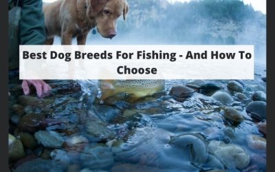Best Fishing Dog Breeds – And How To Choose W/ Pictures & Stats