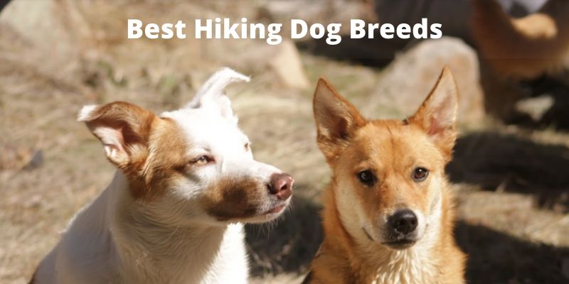 9 Best Hiking Dog Breeds Organized By Size