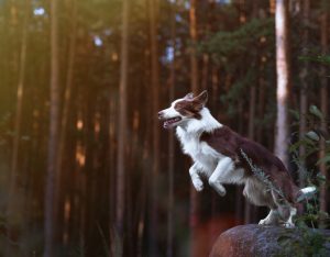 Border Collie Hiking
