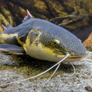 Catfish