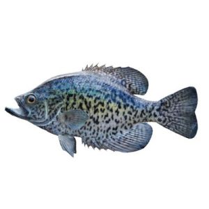 Crappie