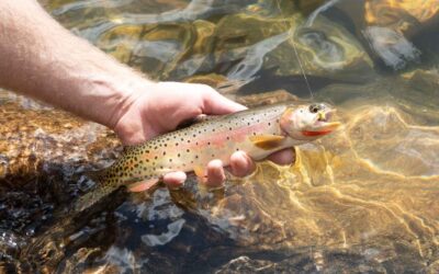Fishing With Dry Flies (For Beginners): Tips & Techniques