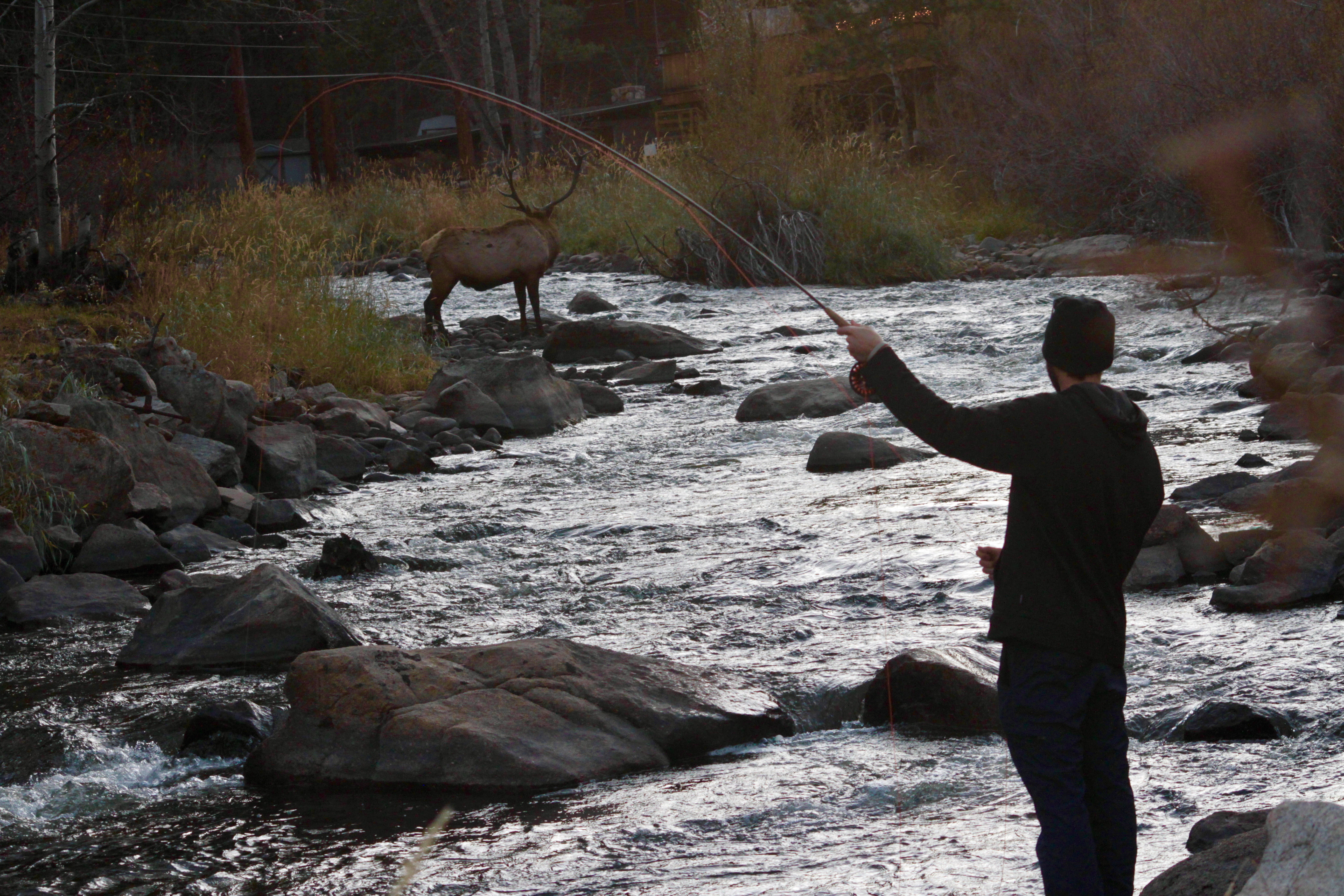 Fly Fishing The Big Thompson River - Colorado