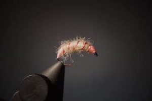 Killer Bug