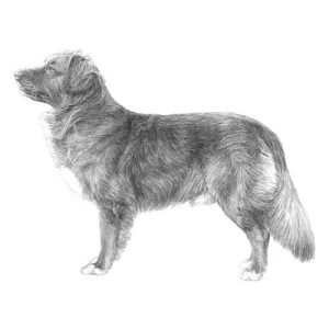 Nova Scotia Duck Tolling Retriever