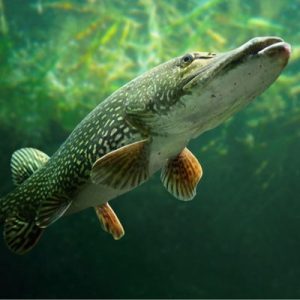 Pike