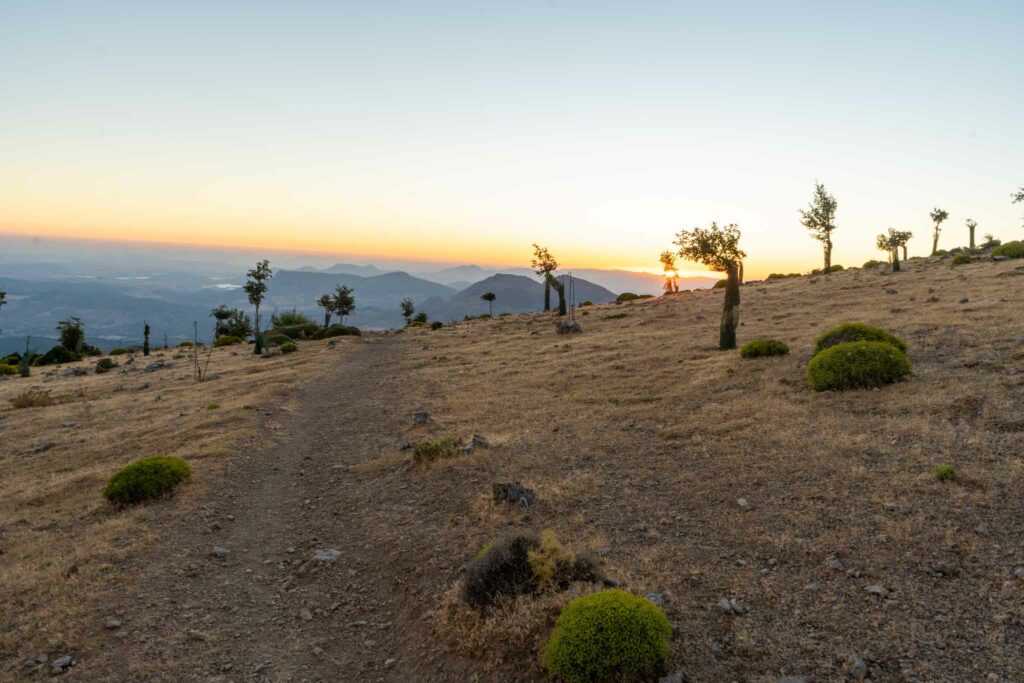 Pinsapo tree restoration project