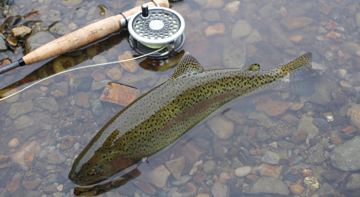 The Difference Between Steelhead & Rainbow Trout