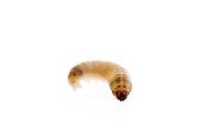 Wax worm