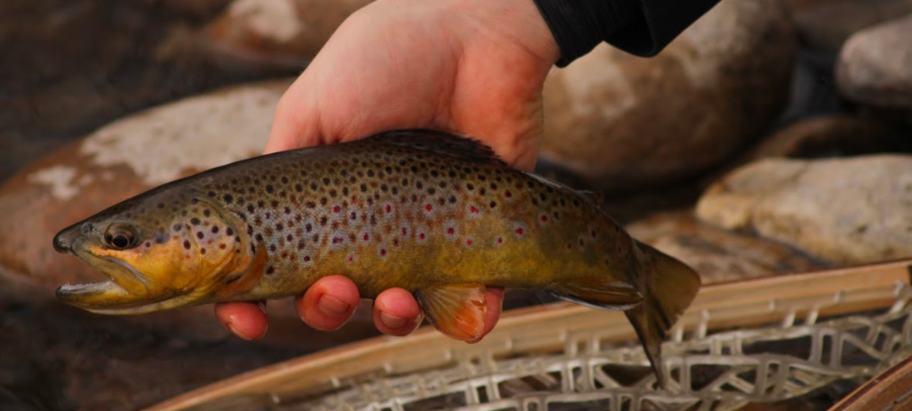 Poudre River Brown Trout In Fort Collins